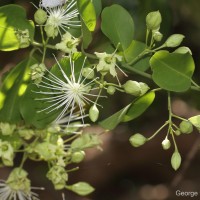 Maerua arenaria Hook.f. & Thomson